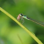 Libelle beim Frühstück