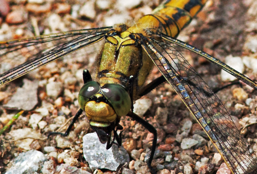 Libelle beim Frühstück