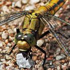 Libelle beim Frühstück