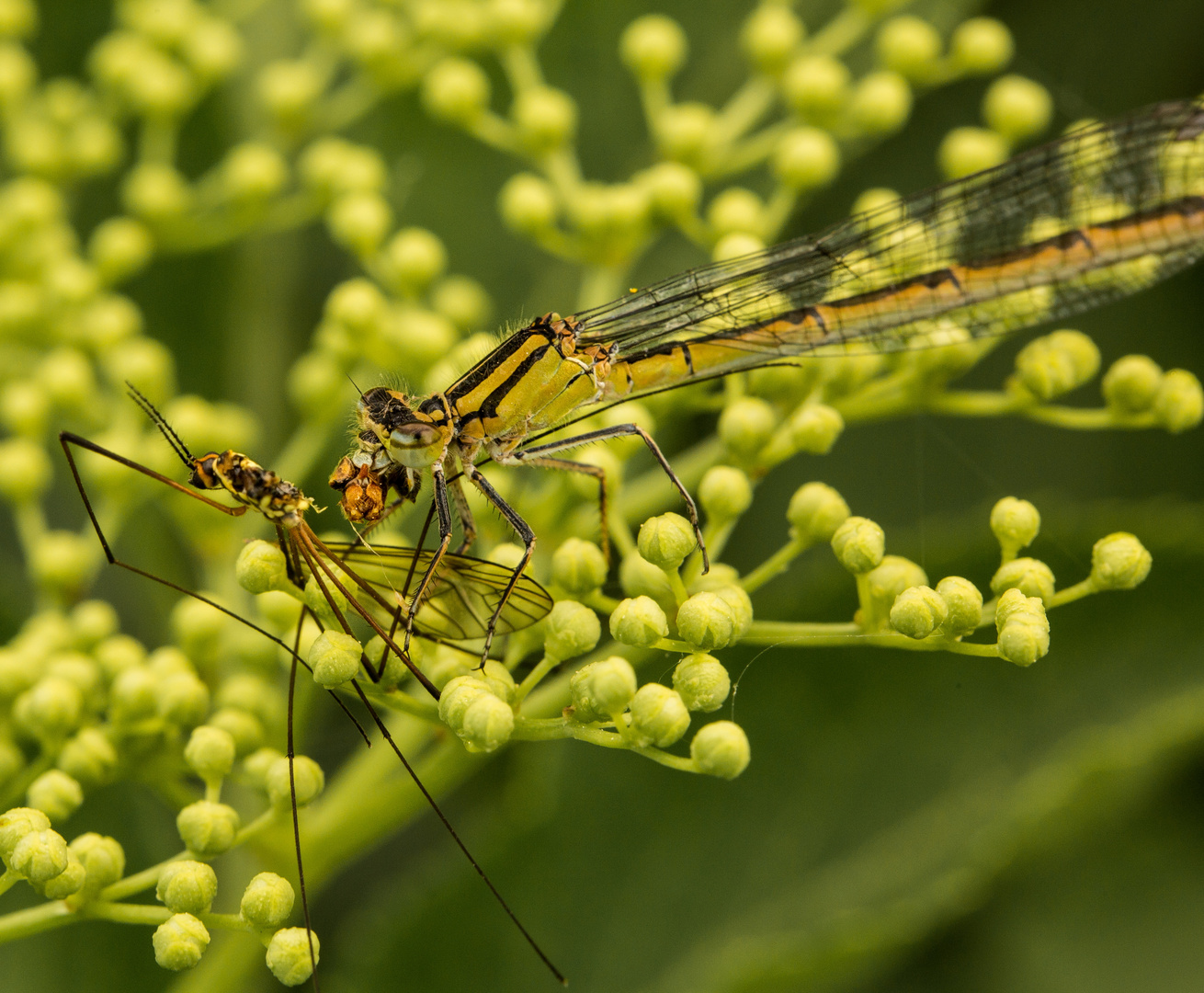 Libelle beim Frühstück