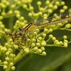 Libelle beim Frühstück