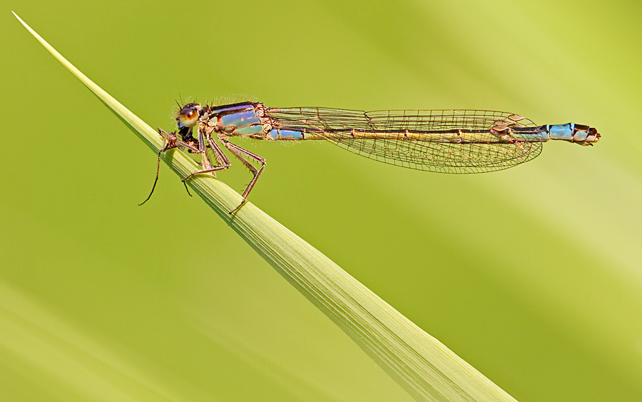 Libelle beim Frühstück