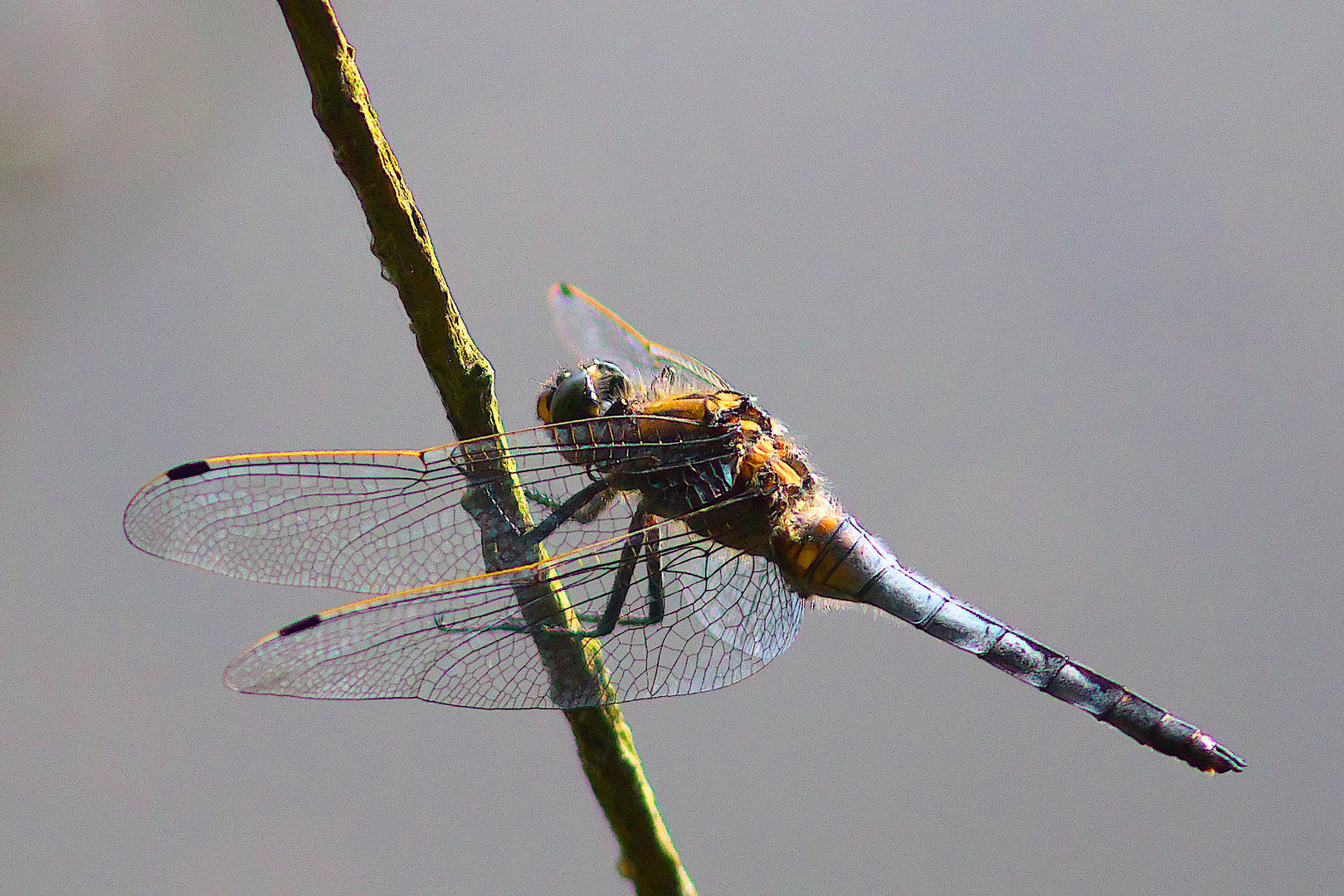 Libelle beim Hochzeitsflug 