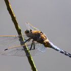 Libelle beim Hochzeitsflug 