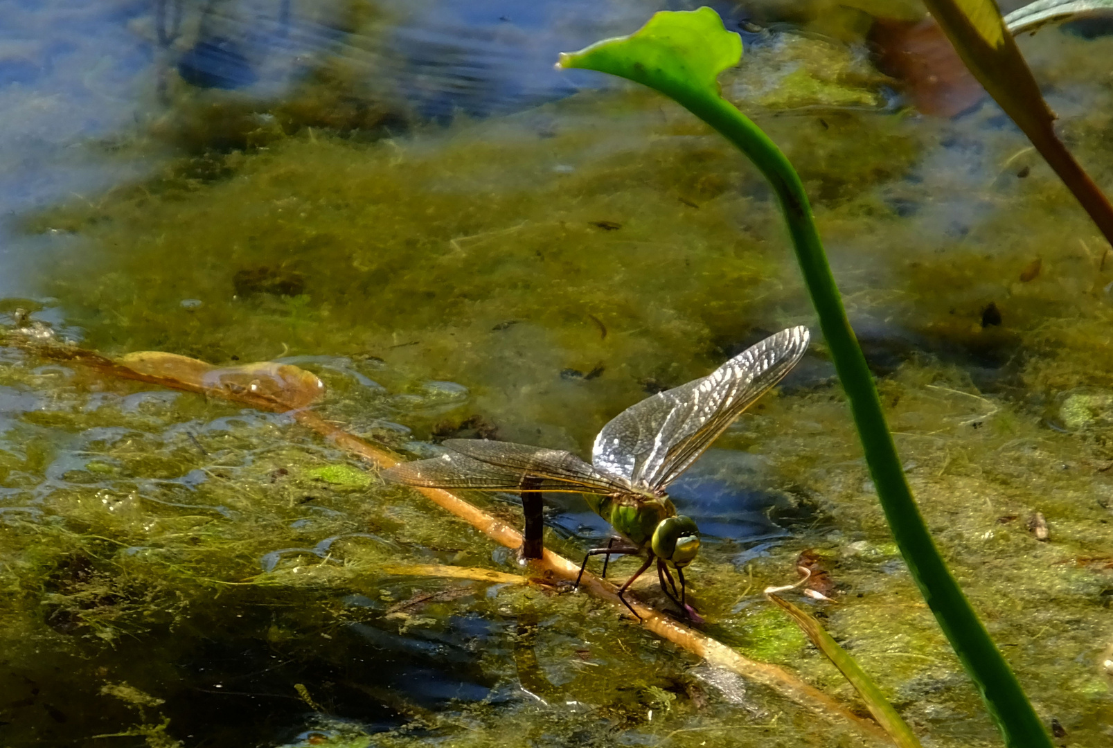 Libelle beim Laichen