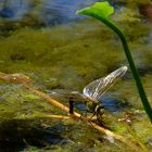 Libelle beim Laichen