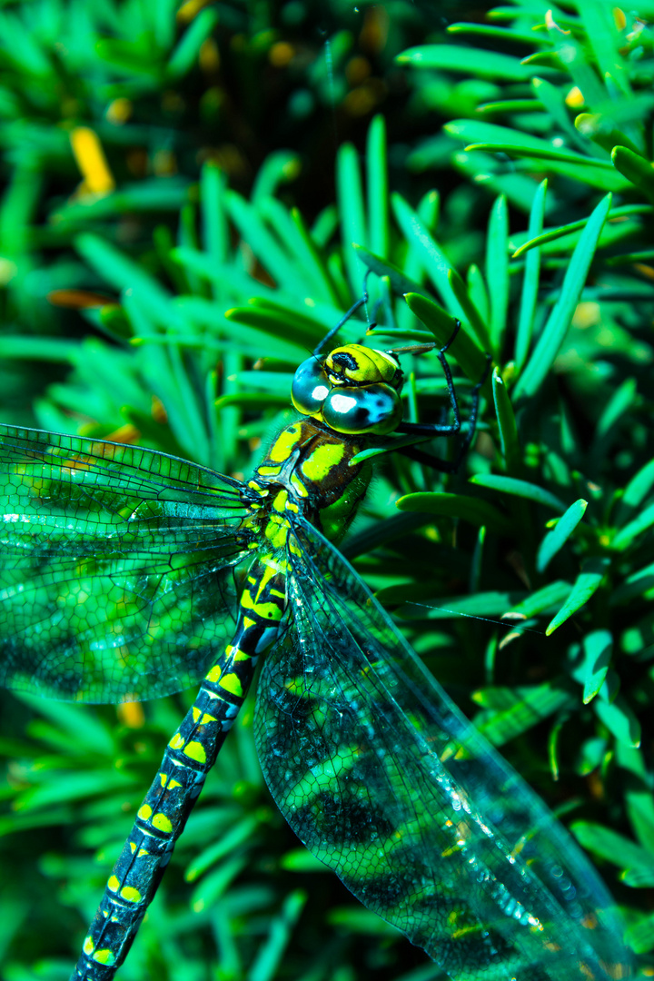 Libelle beim Mittag