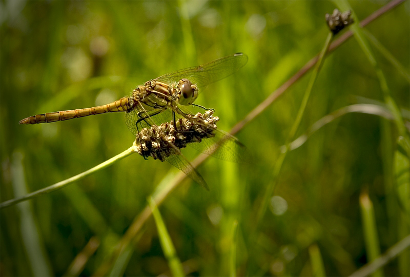 Libelle beim Mittagessen