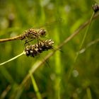 Libelle beim Mittagessen