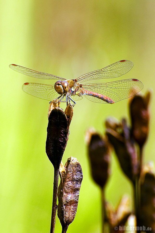 Libelle – beim Posieren erwischt.