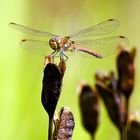 Libelle – beim Posieren erwischt.