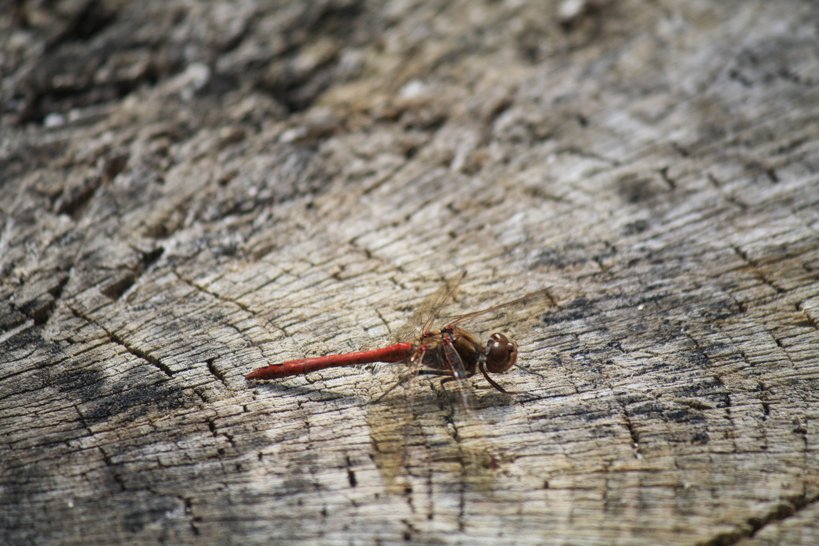 Libelle beim Rasten