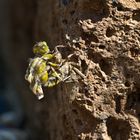 Libelle beim Schlüpfen