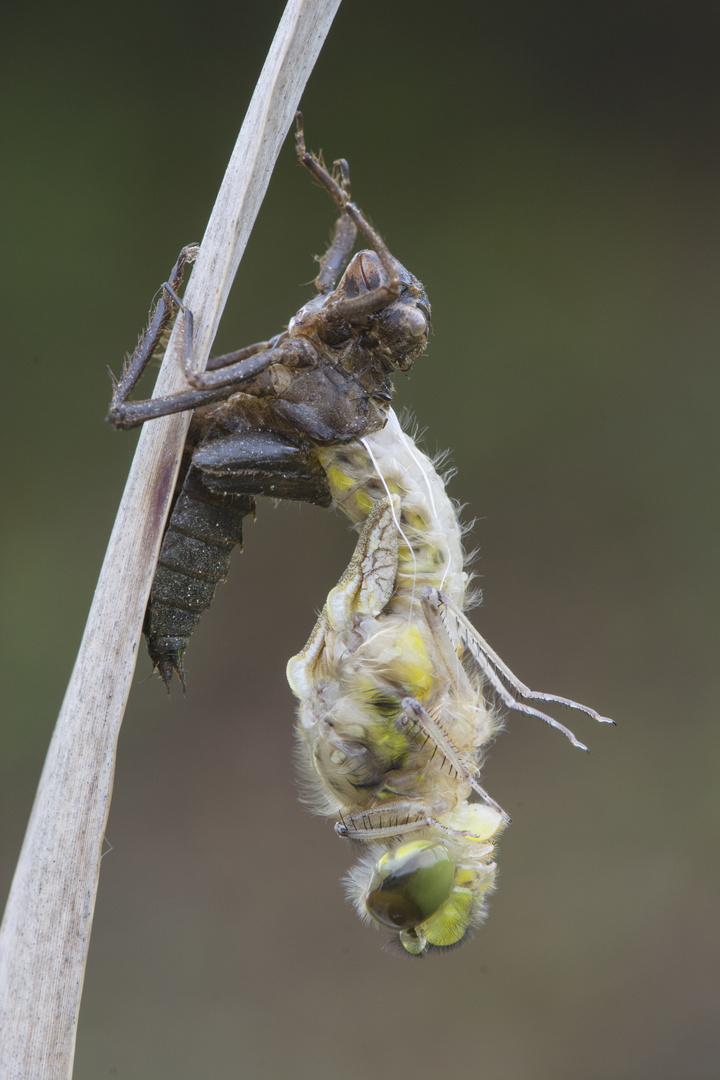 Libelle beim schlüpfen