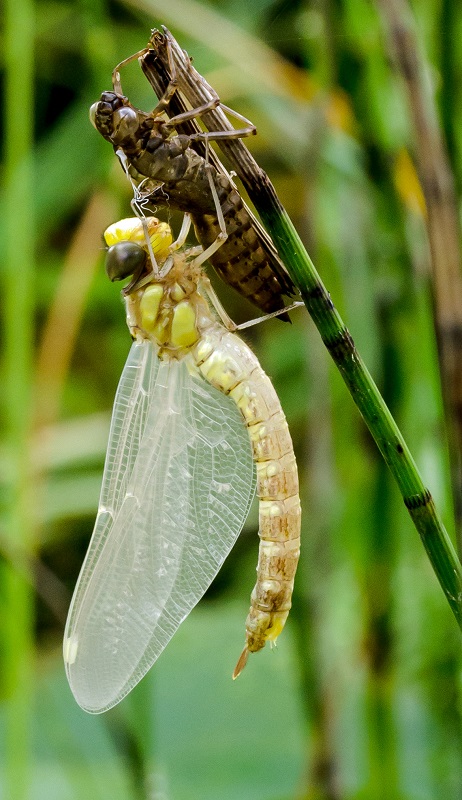 Libelle beim Schlüpfen