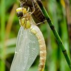 Libelle beim Schlüpfen