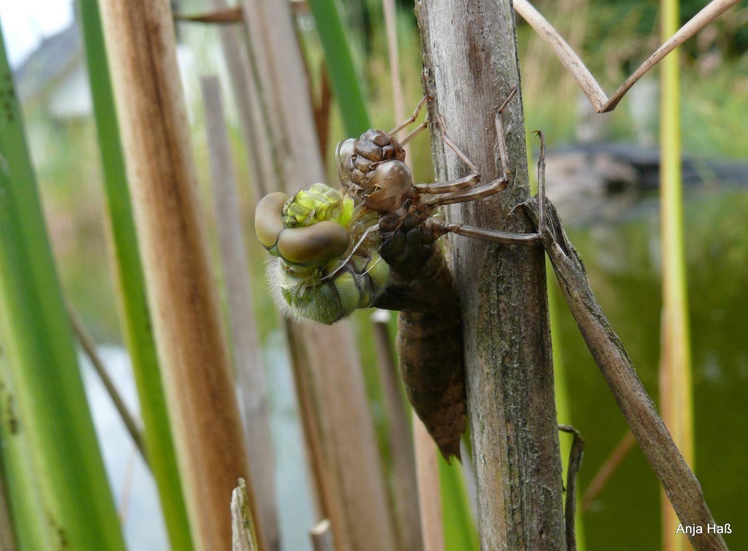 Libelle beim schlüpfen....