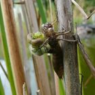 Libelle beim schlüpfen....