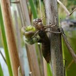 Libelle beim schlüpfen....