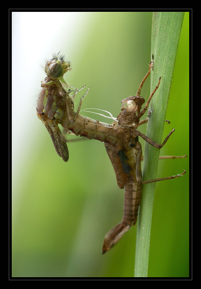 Libelle beim schlüpfen