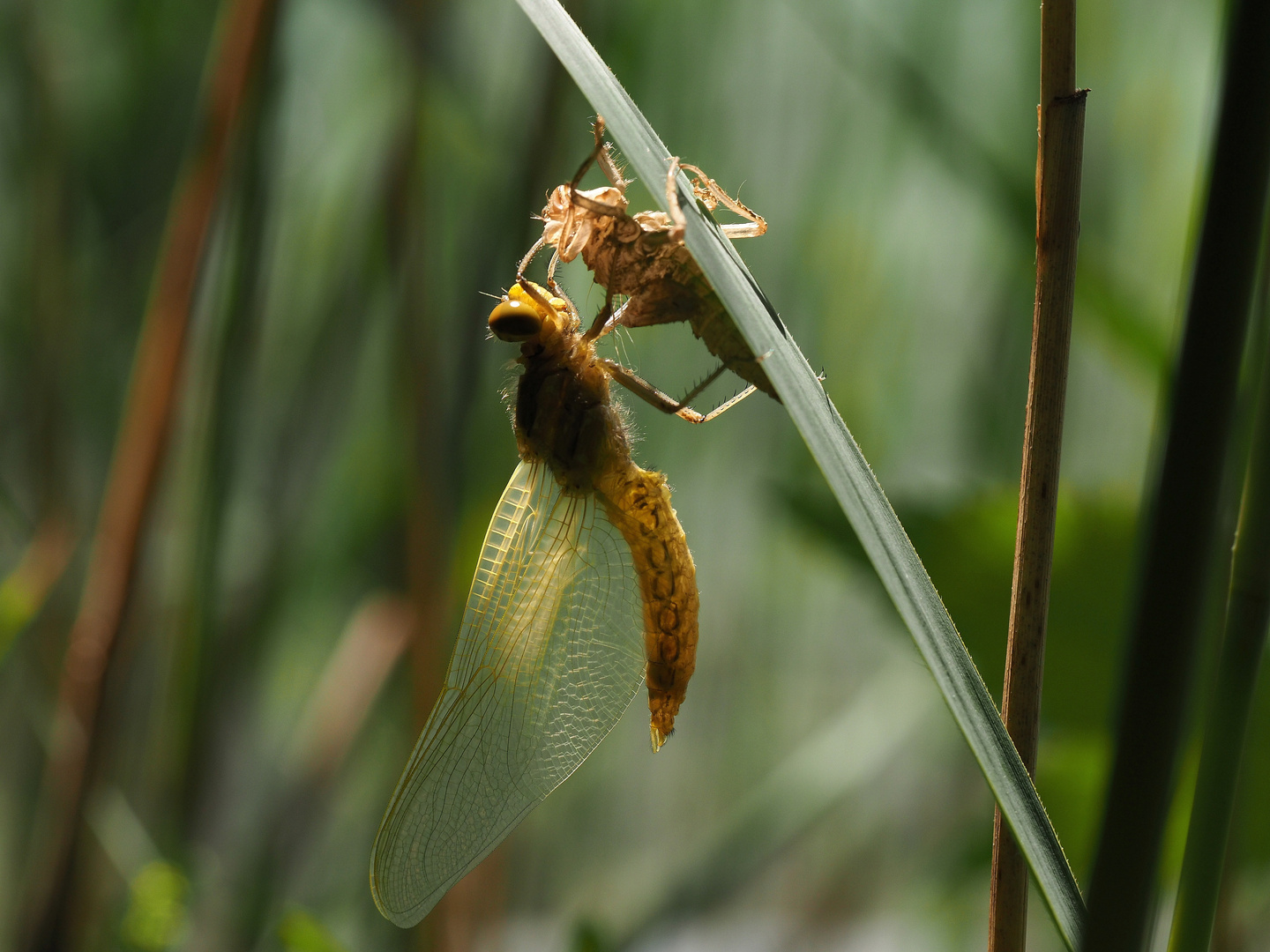 Libelle beim Schlüpfen