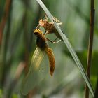 Libelle beim Schlüpfen