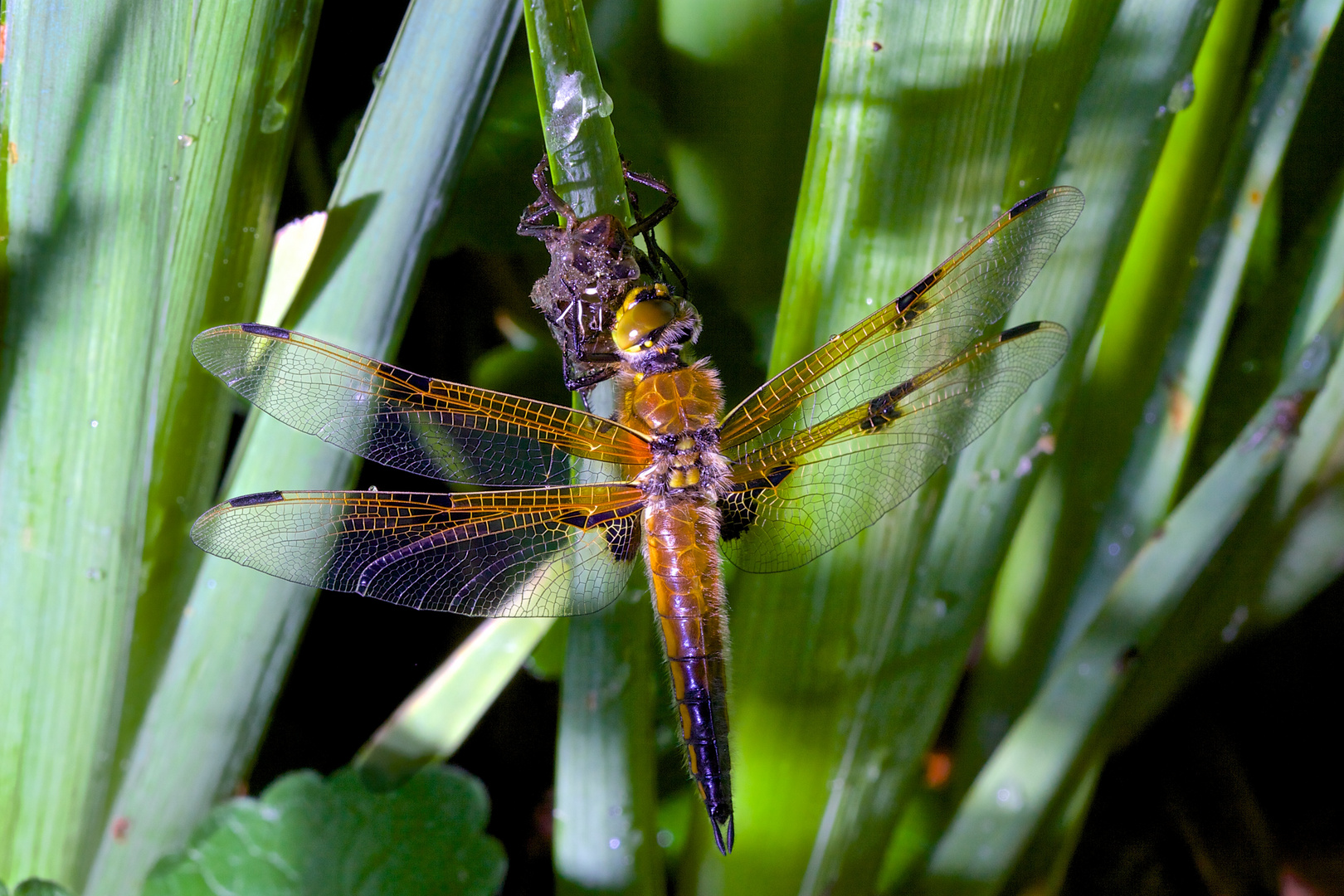 Libelle beim Schlüpfen