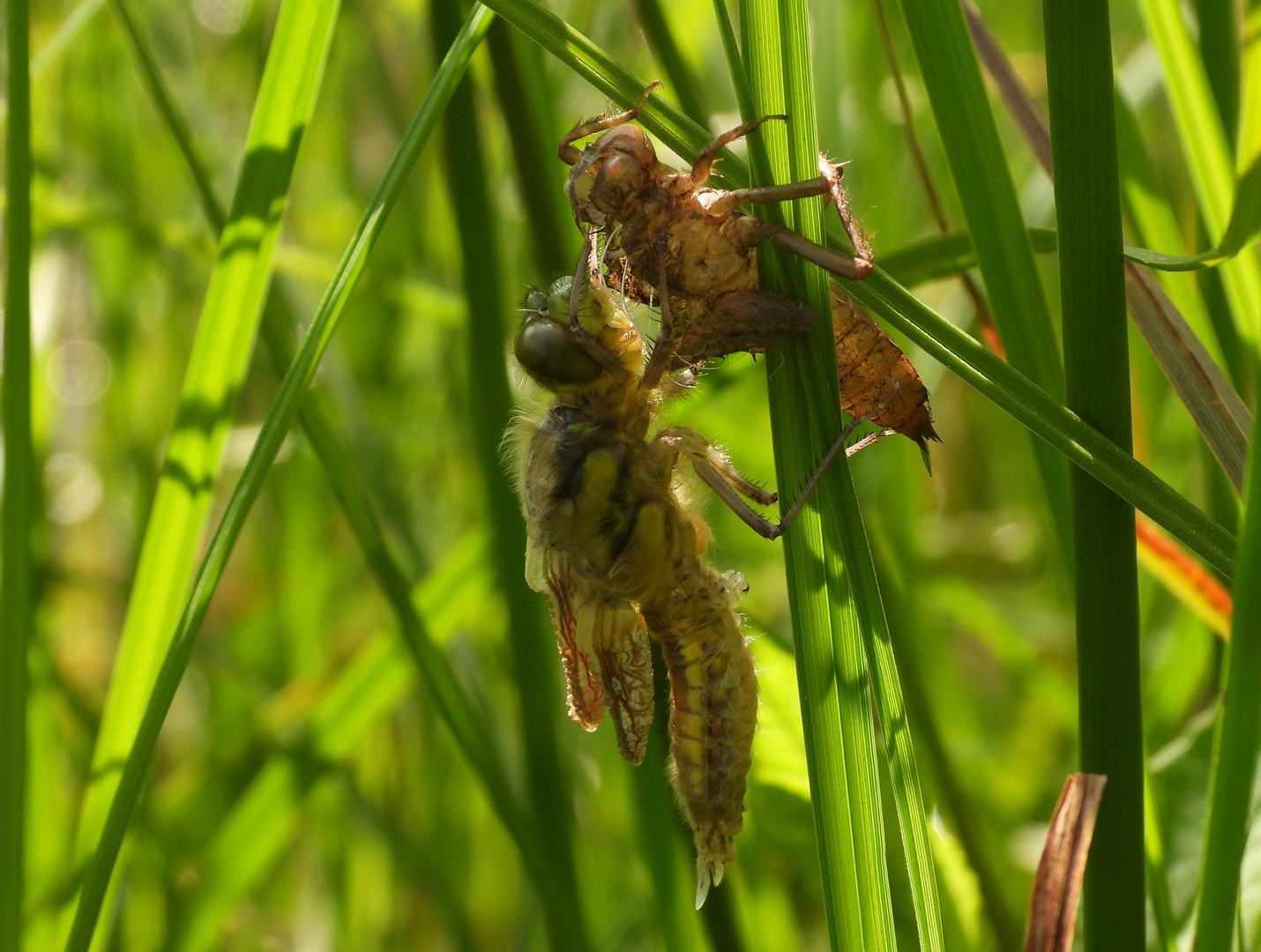 Libelle beim Schlüpfen_02