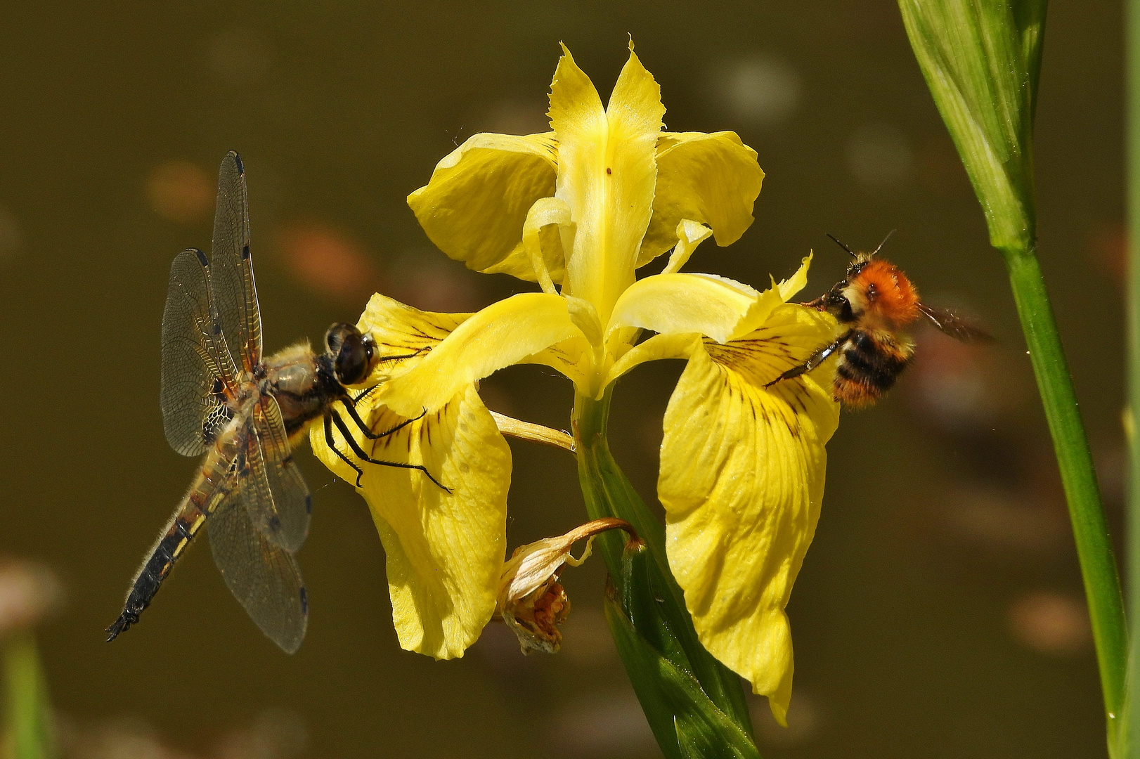 Libelle beim Schlüpfen_07