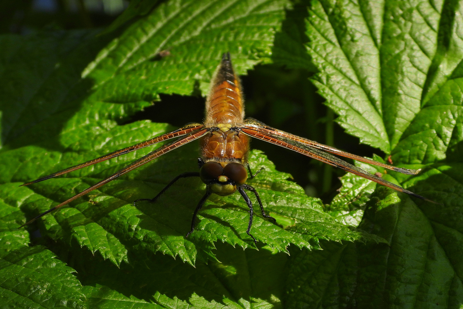 Libelle beim Schlüpfen_09