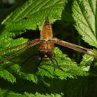 Libelle beim Schlüpfen_09