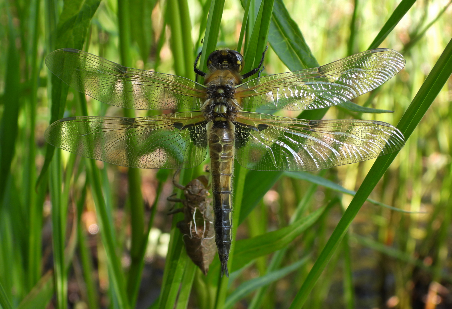 Libelle beim Schlüpfen_12