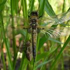 Libelle beim Schlüpfen_12