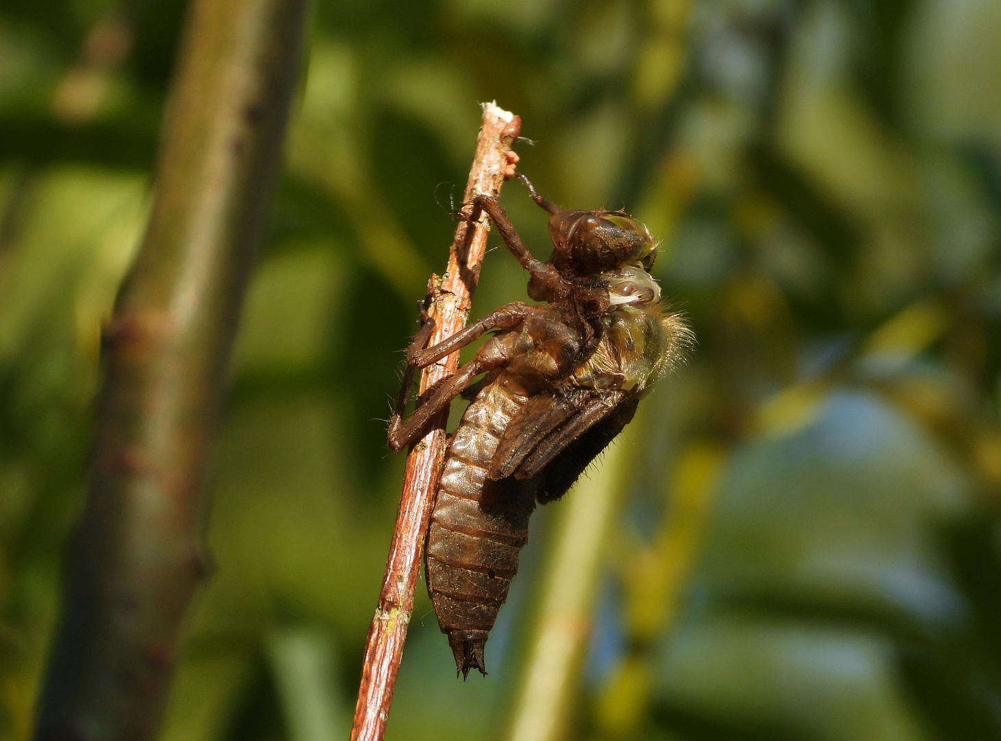 Libelle beim Schlüpfen_13