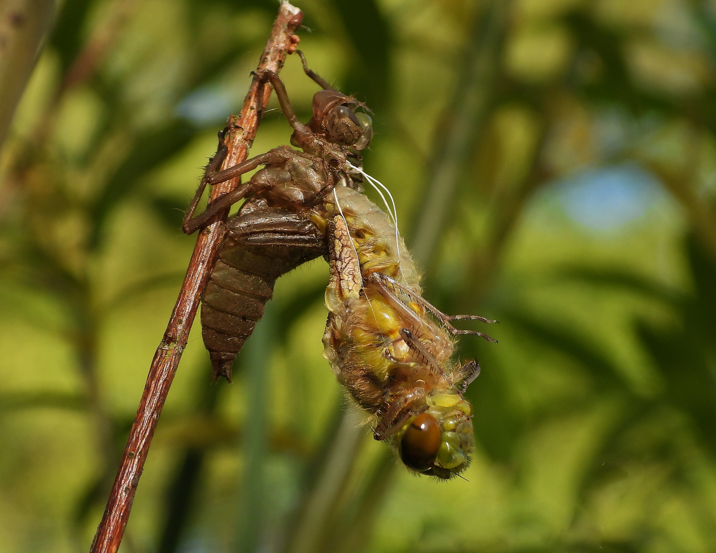 Libelle beim Schlüpfen_15