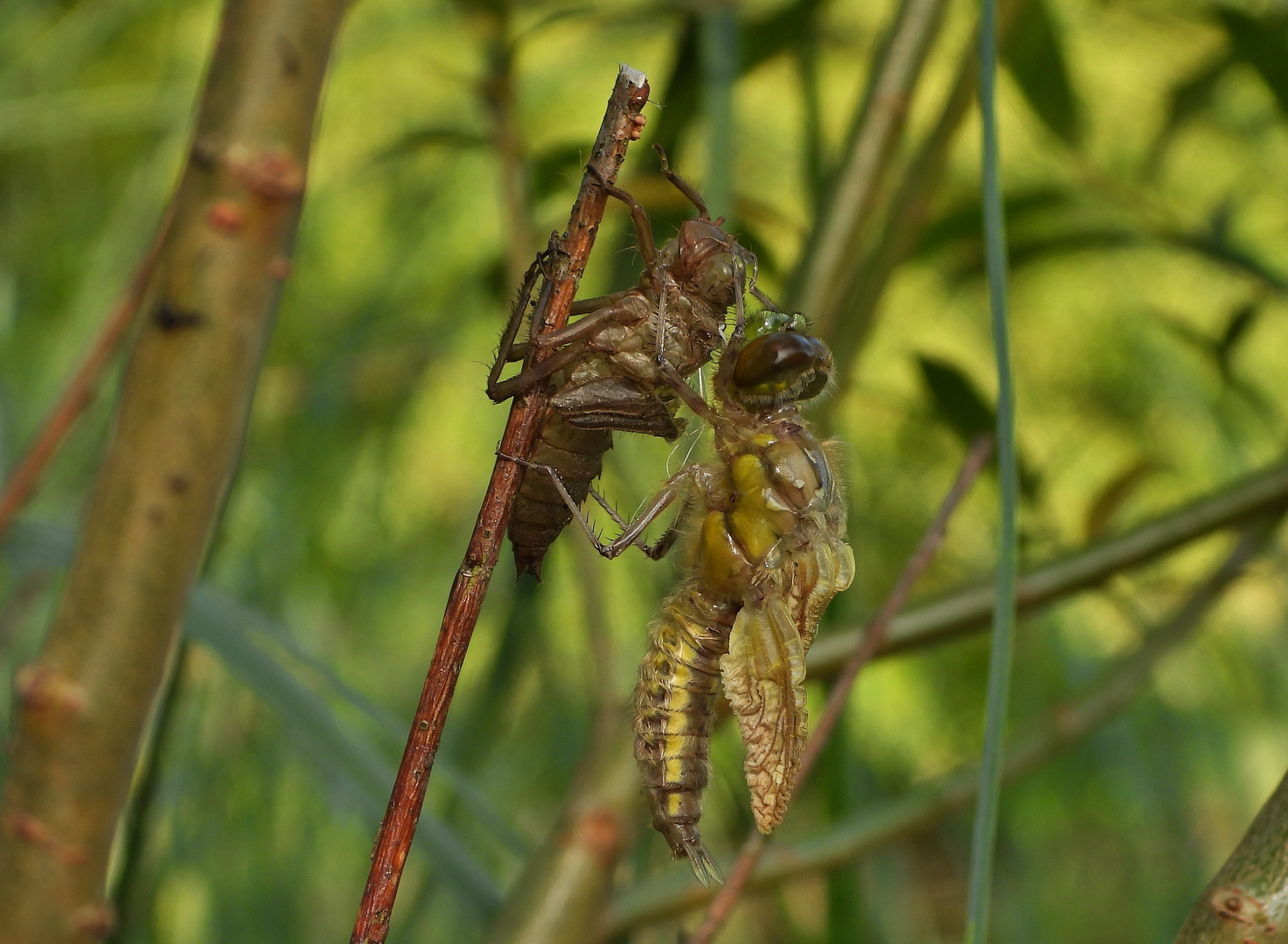 Libelle beim Schlüpfen_17