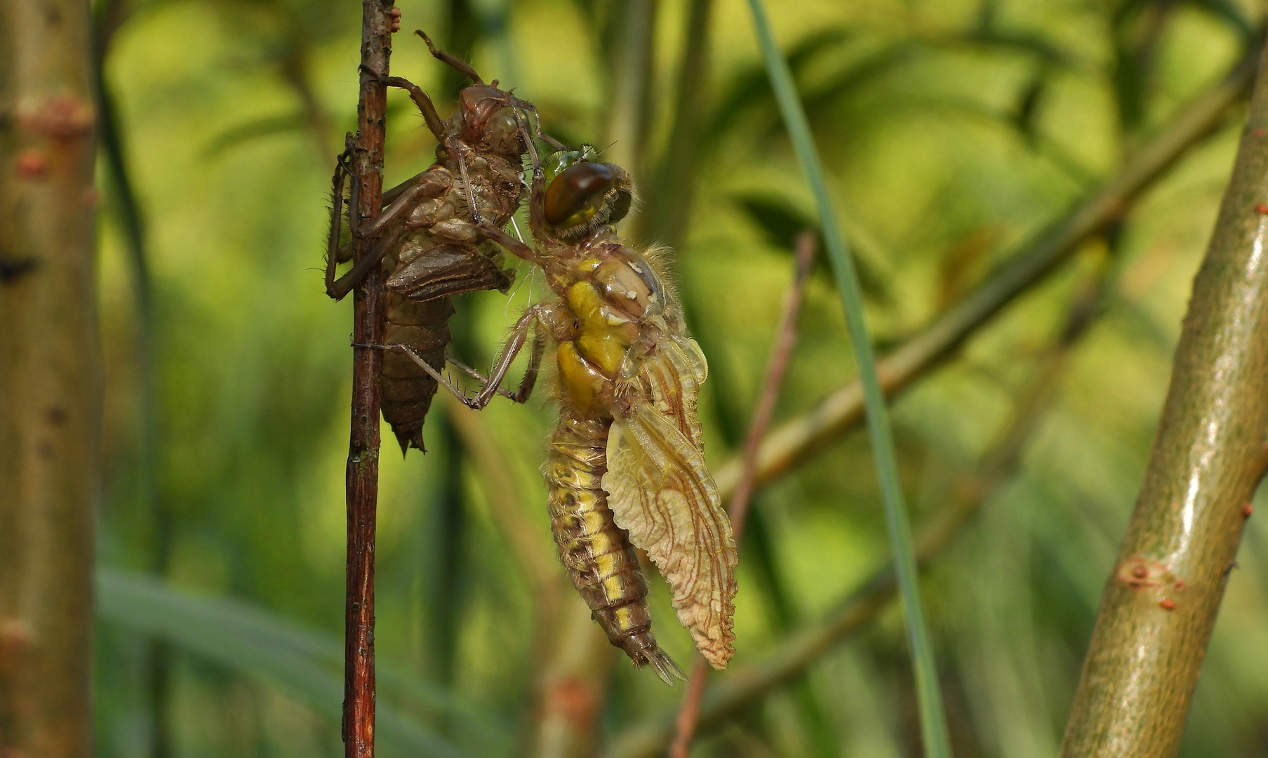 Libelle beim Schlüpfen_18