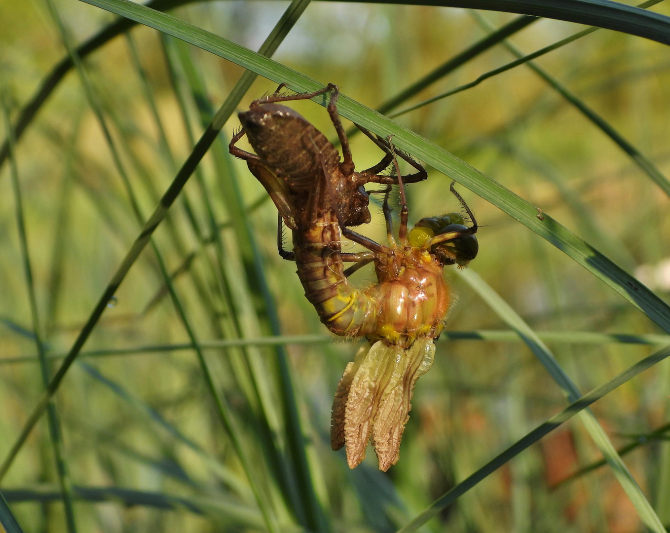 Libelle beim Schlüpfen_20a