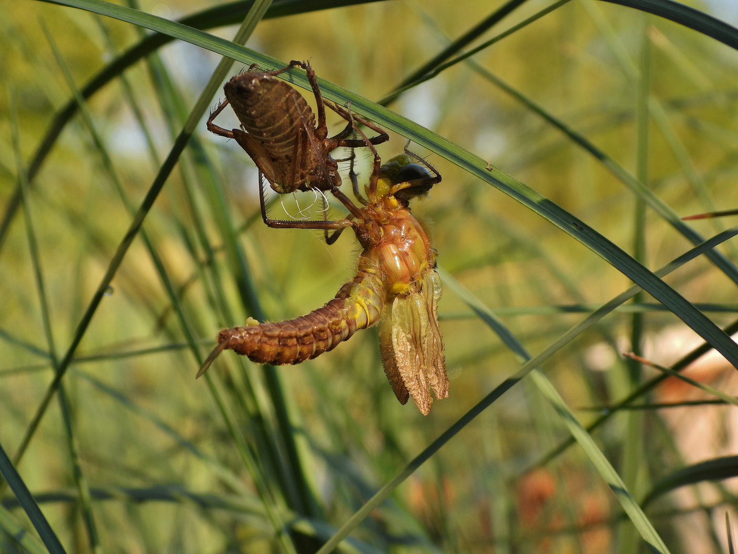 Libelle beim Schlüpfen_20b