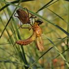 Libelle beim Schlüpfen_20b