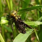 Libelle beim Schlüpfen_22b 