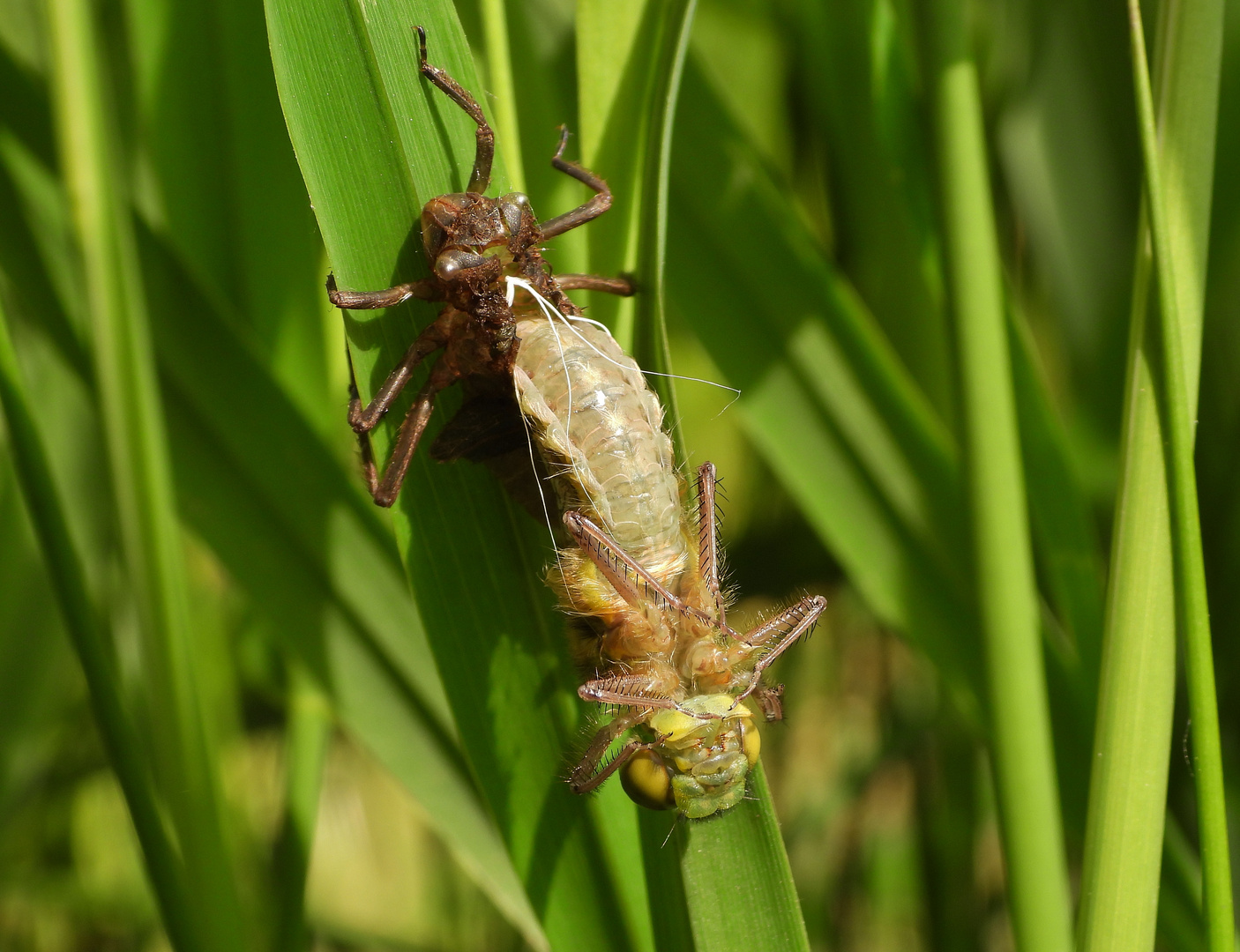 Libelle beim Schlüpfen_23a