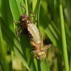 Libelle beim Schlüpfen_23a