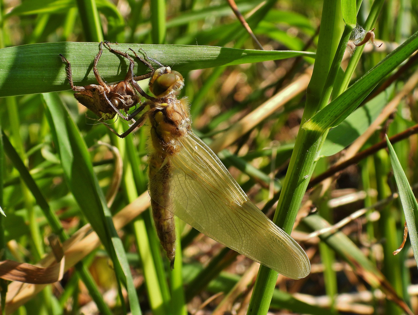 Libelle beim Schlüpfen_23b