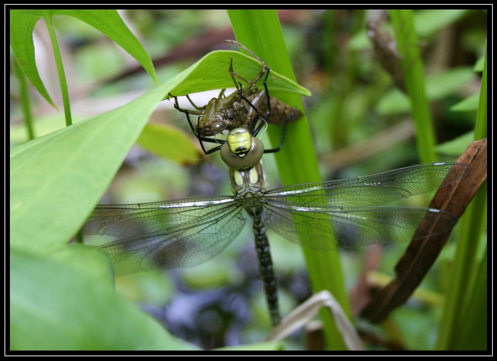 Libelle beim Schlupf