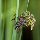 Libelle beim Schlupf