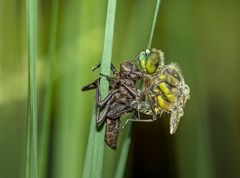 Libelle beim Schlupf