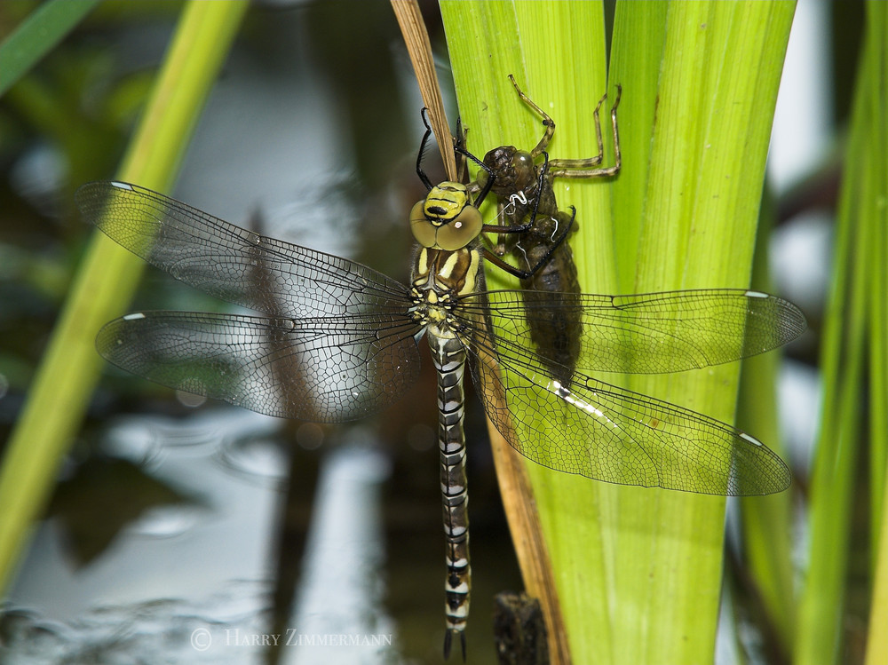 Libelle beim schlupf