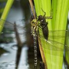 Libelle beim schlupf