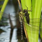 Libelle beim schlupf